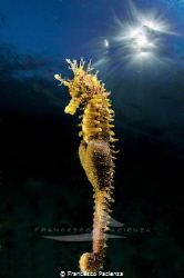 [:b:]Yellow seahorse[:/b:] by Francesco Pacienza 